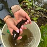 Giant Pacific Salamander from fish salvage