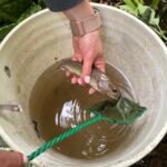 Cutthroat from fish salvage
